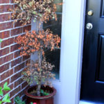 Thumbnail image for To All of My Gardening Friends…